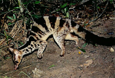 jenis musang belang