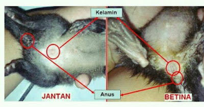 Perbedaan Musang Jantan dan Betina