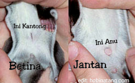 perbedaan sugar glider jantan dan betina