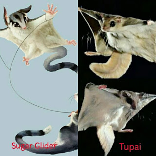 Jenis Jenis Sugar Glider di Indonesia dan Harga sugar glider