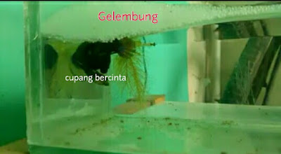 proses Pemijahan ikan cupang