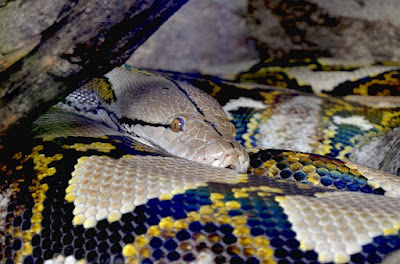 jenis reptile Mandarin Ratsnakes