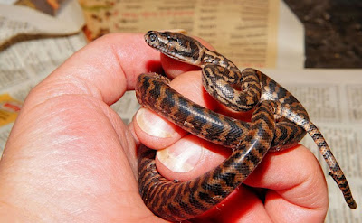 jenis reptile Mandarin Ratsnakes