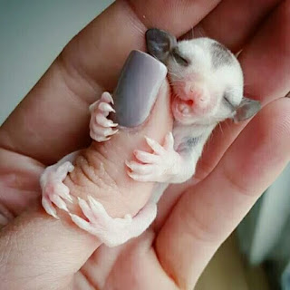 jenis sugar glider white fece