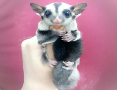 menjinakkan sugar glider dewasa