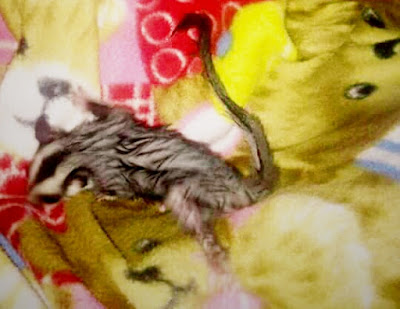 Cara Memandikan Sugar Glider Yang Benar dan Sehat