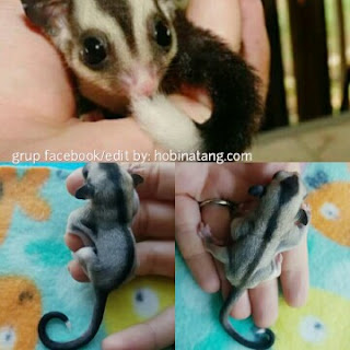 sugar glider white tip ekor putih