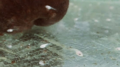 Makanan Ikan Cupang Agar Cepat Besar