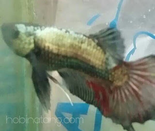 Penyakit Ikan Cupang dan Cara Pengobatannya