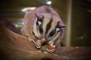 apa itu sugar glider, fakta lengkap sugar glider