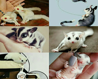 apa itu sugar glider, fakta lengkap sugar glider