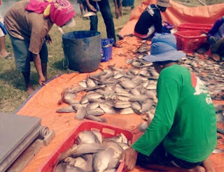 Cara Budidaya Ikan Gurame agar Cepat Besar dan Panen