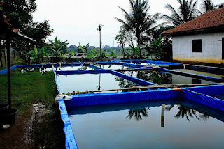 Cara Budidaya Ikan Gurame agar Cepat Besar dan Panen