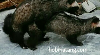 Cara Ternak Musang Luwak atau Peliharaan bagi Pemula