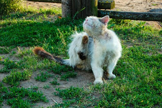 Penyebab dan Cara Mengatasi Bulu Kucing yang Rontok