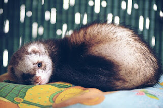 Cara Ternak Musang Luwak atau Peliharaan bagi Pemula