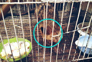 Ciri Ciri dan Cara Mengatasi Penyakit Jamuran pada Musang