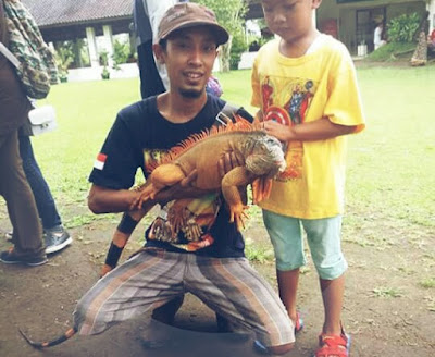 Cara Menjinakkan Iguana dengan Cepat dan Mudah