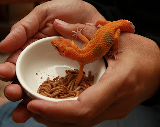 Cara Merawat Gecko yang Benar untuk Pemula