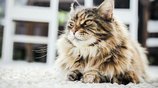 Cara Merawat Kucing Persia Agar Gemuk dan Sehat