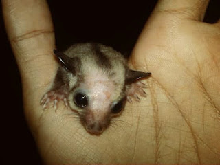 Jenis Penyakit pada Sugar Glider dan  Cara Pengobatannya