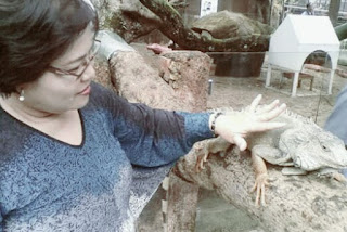 Jenis Iguana batu badak