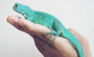 Jenis Iguana blue biru dan Harganya