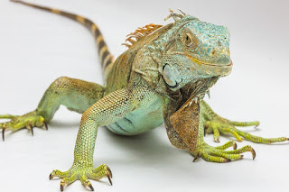 Jenis Iguana blue diamond dan Harganya