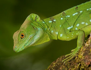 Jenis Iguana lemanctus