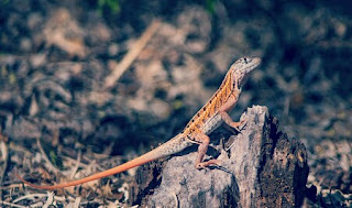 Jenis Iguana chalarodon madagaskar dan Harganya