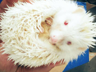 harga dan jenis landak mini albino