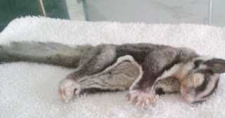 Jenis Penyakit pada Sugar Glider dan  Cara Pengobatannya