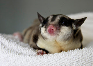 Mengenal Suara Sugar Glider dan Artinya