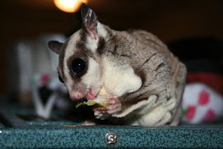 Mengenal Suara Sugar Glider dan Artinya