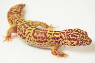 Jenis Gecko Tokek Hias Beserta Harganya