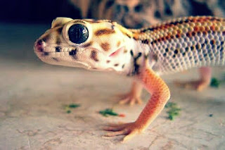 Jenis Gecko Tokek Hias Beserta Harganya