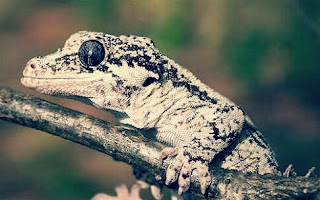 Jenis Gecko Tokek Hias Beserta Harganya
