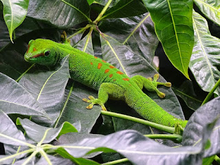 Jenis Gecko Tokek Hias Beserta Harganya