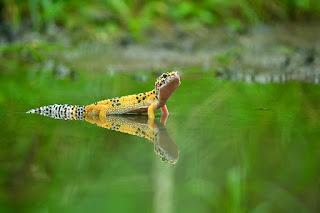 Jenis Gecko Tokek Hias Beserta Harganya