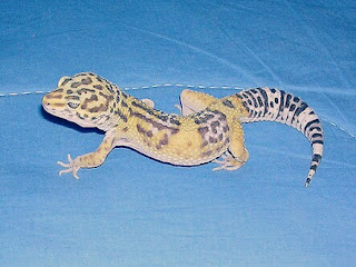 Jenis Gecko Tokek Hias Beserta Harganya