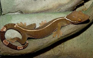 Jenis Gecko Tokek Hias Beserta Harganya