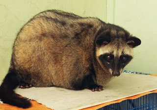 Makanan Musang Pandan Agar Gemuk dan Tetap Sehat