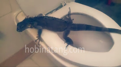 Cara Melatih Iguana ke Toilet saat Buang Kotoran