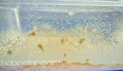 Microworms Makanan Ikan Cupang Agar Cepat Besar