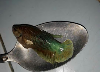 Penyakit Ikan Cupang dan Cara Pengobatannya