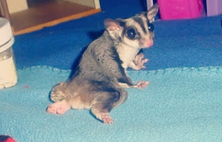 Jenis Penyakit pada Sugar Glider dan  Cara Pengobatannya