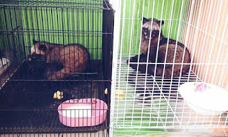 Cara Ternak Musang Luwak atau Peliharaan bagi Pemula