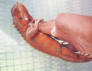 Jenis Iguana merah dan Harganya, red iguana