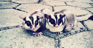 Sugar Glider yang Kegemukan atau Obesitas