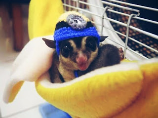 Cara Beternak Sugar Glider yang Lengkap